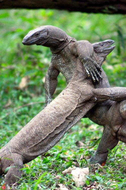 印度蜥蜴在线视频,揭秘神秘生物的生存智慧与生态角色